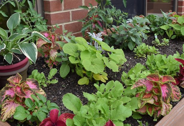 A garden with many different plants in the ground.